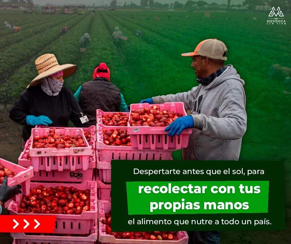Cosecha de fresas en un campo